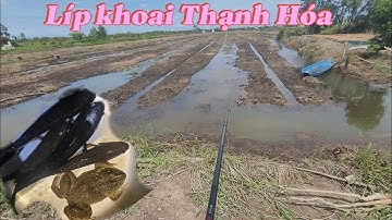 Câu Mót Cá Lũ Ở Líp Khoai Thạnh Hóa. Líp Khô Rang..Trần Tài Vlog