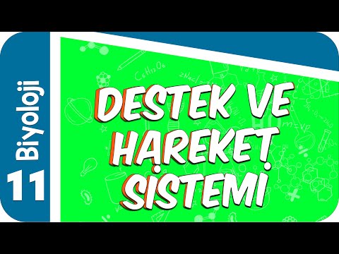 11. Sınıf Biyoloji: Destek ve Hareket Sistemi  #2022