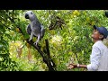 Human Friendly Birds Behavior / Fresh Fruits And Vegetables Is Essential For All The Parrots.