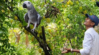 Human Friendly Birds Behavior / Fresh Fruits And Vegetables Is Essential For All The Parrots.