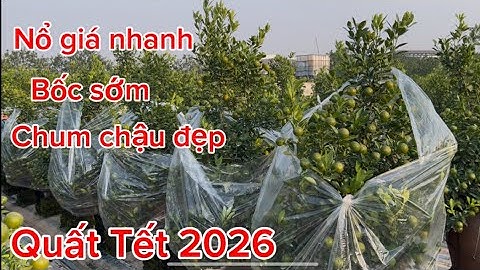 Quất cảnh Tết Hưng Yên chum dù quất thế quất tháp lùm dáng thông quất bonsai mini