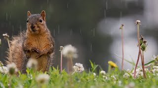 4K FOX Squirrels In The Rain!  (AMATEUR NATIONAL GEOGRAPHIC)