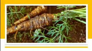 Aeromatic & Medicinal Plants in India screenshot 3