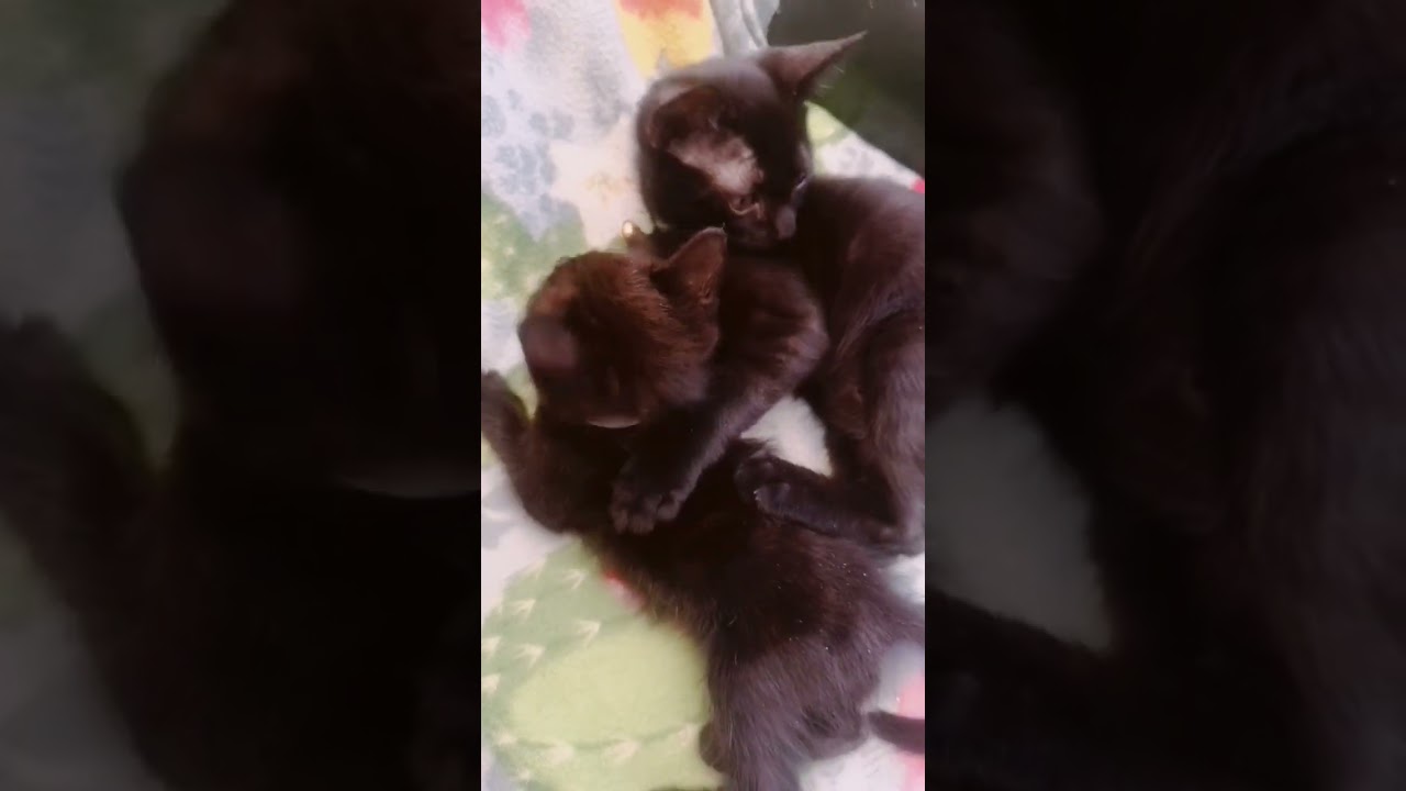 Milo & Toby Best of Friends 😻