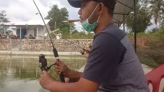 tarikan ikan mas bikin nagih