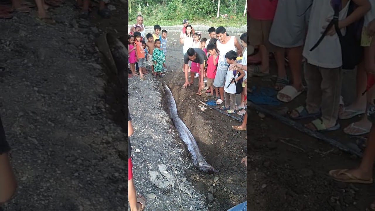 nakita kopa sa babayon  ang  isada nato.. nilobong po namen ..