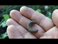 Dig around your plants and eliminate the cutworms