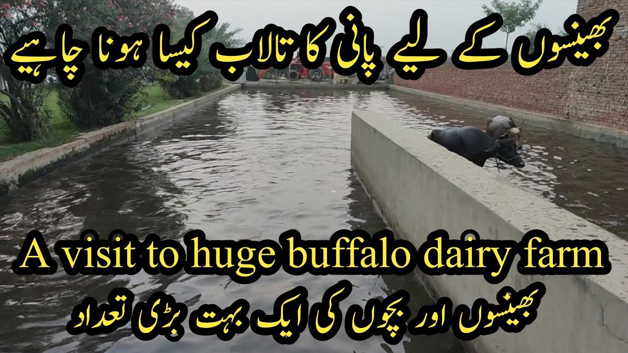 Huge buffalo farm II Details of buff reservoir II Huge buffalo dairy