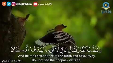 قصة الهدهد وسليمان سورة النمل