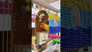 Lovebird Got Stuck in Nest 😱Smart Parrot Funny Rescue 😂Bird Acting Dead Prank Gone Wrong 😳