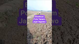 Pola tanam jajar legowo #sawah #tanampadi #shorts