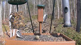 Late morning feed: Feb 24, 2024 11:27AM - 11:41AM by Birdchill™ birdwatching cams 53 views 2 months ago 13 minutes, 25 seconds