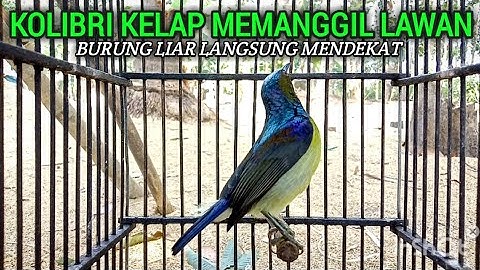 suara pancingan kolibri kelapa | manggar | pancingan burung bahan | burung di lama liar pasti ampuh