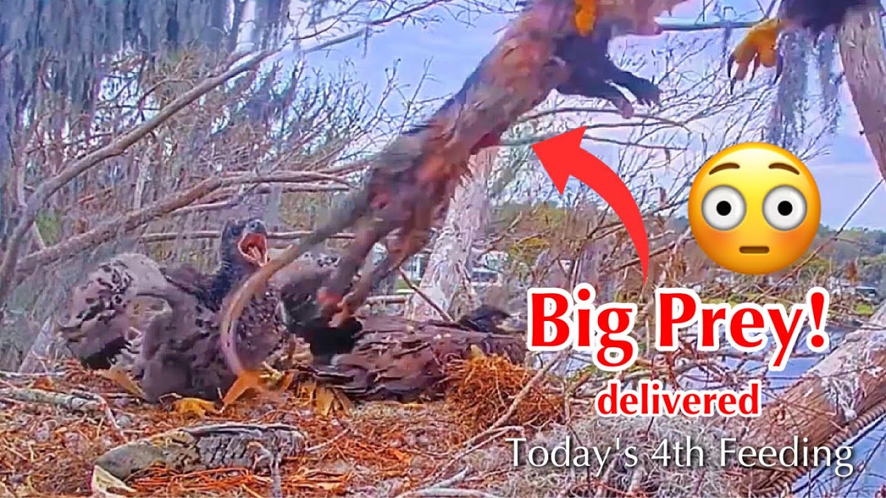 #337🦅Brutus🐥49° & Peanut🐥44°／Winter Park Eagle Nest 2026／Against All Odds:One-Eyed Mom／Wink💗Atlas