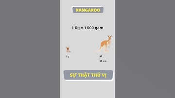 Sự thật thú vị về Kangaroo #shorts #kangaroo