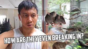 The Rat Saga Continues - More Killed Birds in Our Aviary 🐭 | Vlog #1823