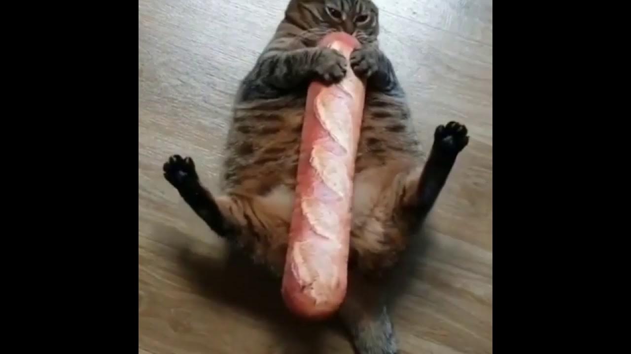 Mr penis мем с котом The Beautiful Funny cat Video #Part 2 - YouTube