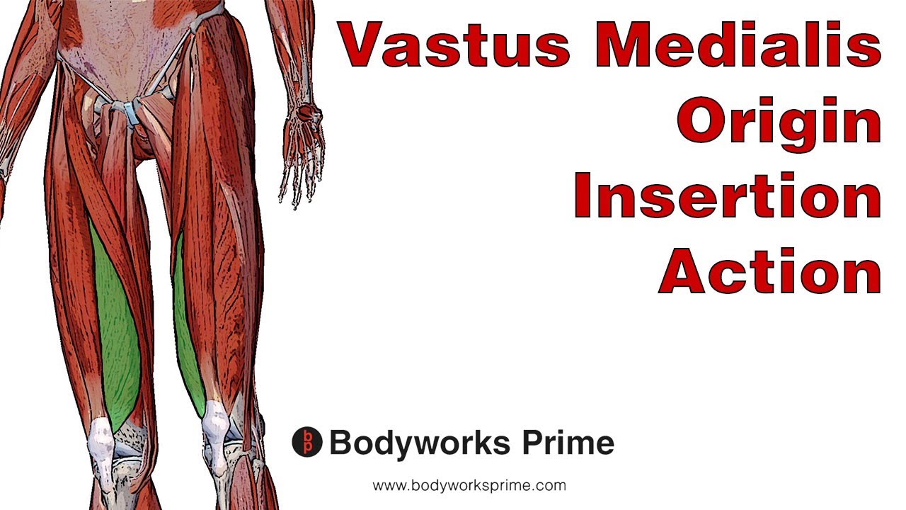 Vastus Medialis Muscle Anatomy - Bodyworks Prime