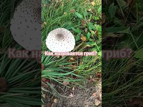 Грибы растут на участке, можно ли их есть?? #гриб #грибы #грибник #грибник #деревня