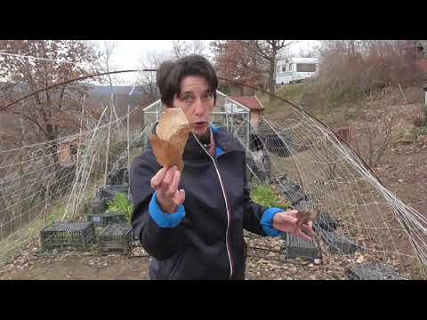 Video: Controllo delle macchie di foglie di pecan: cosa fare per un albero di noci pecan con macchie di foglie