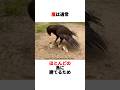 雄鶏が強すぎるかもしれない