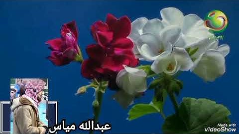ما تيسر من سورة النمل، عبدالله مياس !