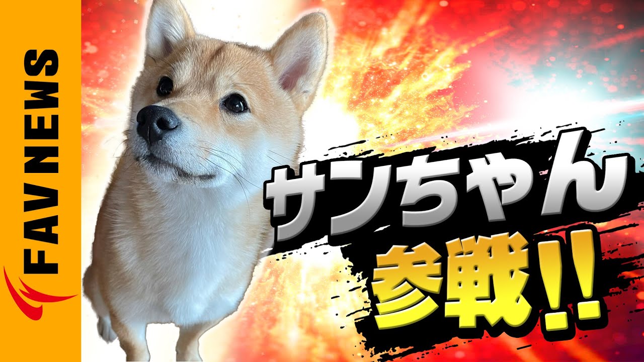 FAV gamingに柴犬が加入しました