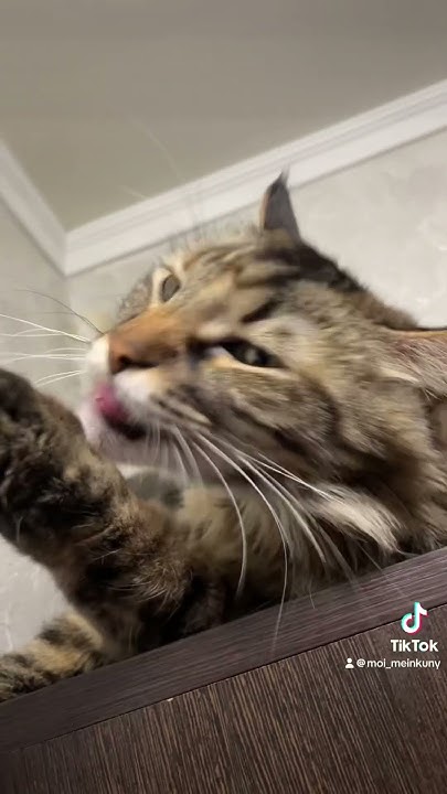 Это Анфиса ! Ты не теряешь … #cat #мейн #кошки #кот #мейнкун #топ # ...