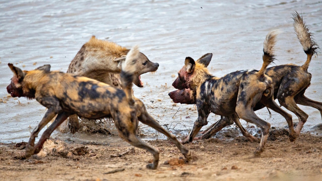 Wild Ruls Image Spotted Hyena Vs. African Wild Dog: Who Really Rules the African ...