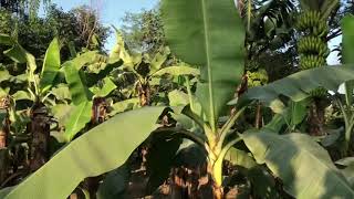 Banana farming in Nepal