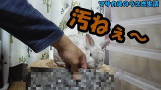 うさぎの暑さ対策グッズの1年後の姿はコチラ　