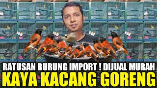 IMPORTIR NAIK PITAM !!! RATUSAN BURUNG IMPORT MEWAH DIJUAL MURAH DIBAWAH HARGA BURUNG LOKALAN