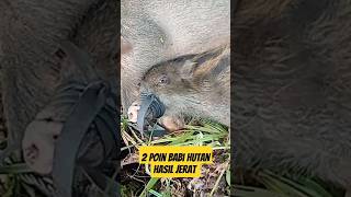 hasil jerat babi hutan dapat 2 poin indukan ‼️ #jeratbabi #jeratbabihutan #hutanpapua #survival #@