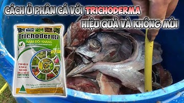 Cách ủ phân cá với nấm Trichoderma hiệu quả và không mùi