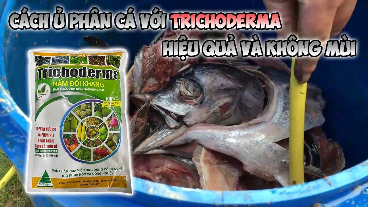 Cách ủ phân cá với nấm Trichoderma hiệu quả và không mùi