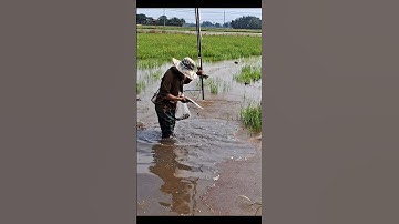 Săn tìm bầy Cá Trê Lai Ruộng Gốc Rạ Nước Dô #shorts #sănbắtCáTrêLai