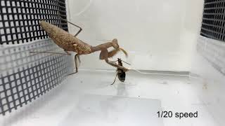 Praying mantis attacks bombardier beetle, gets bombed.