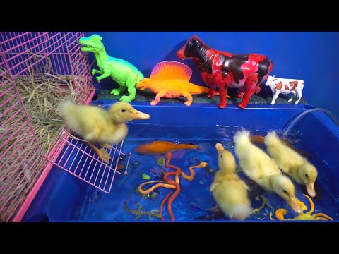 Hewan lucu bebek Cicak Cicak, Ikan, guk guk guk, Gajah, Sapi, Ayam, Kuda, Bebek, Anjing, Kucing
