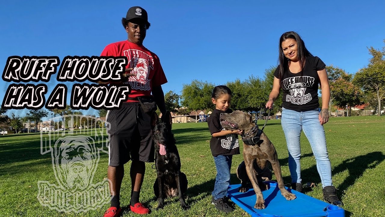 RUFFHOUSE HAS A WOLF!