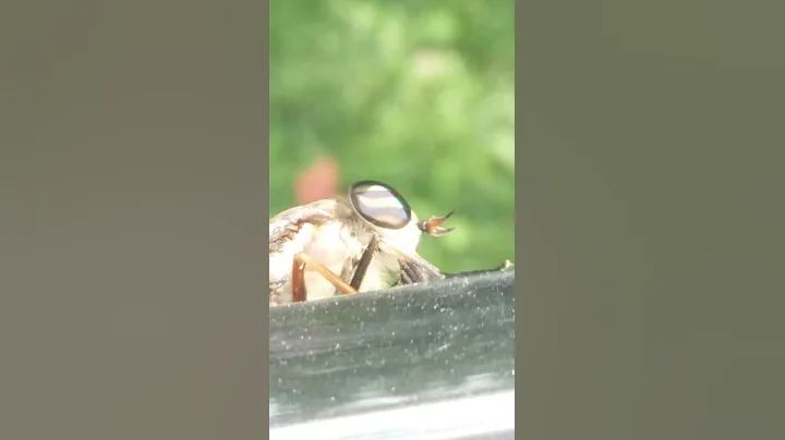 Horse fly close up