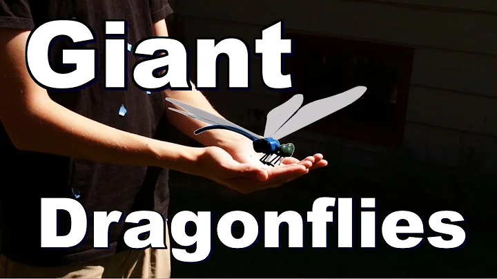 The Secret Behind the Dragonfly's Flight