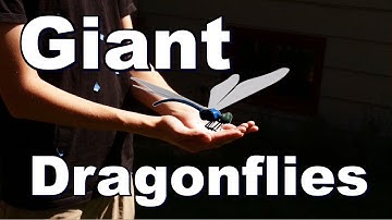 The Secret Behind the Dragonfly