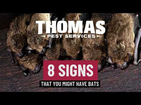 8 Signs You Might Have Bats