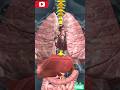 म नव द ल फ फड यक त ग र द ʼʼ Humane All Internal Organs Heart Lungs Kidney Liver Shorts
