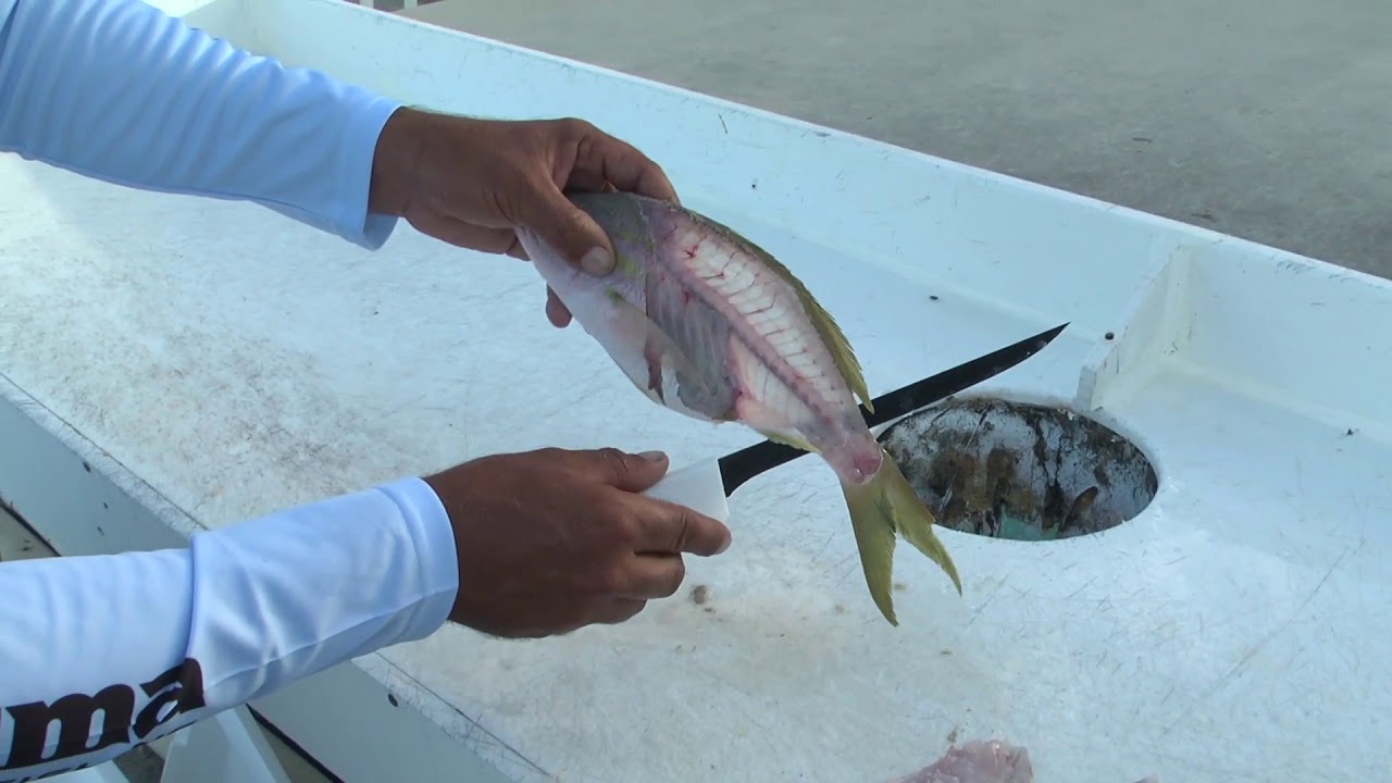 How to Fillet Yellowtail Snapper Dexter Outdoors YouTube