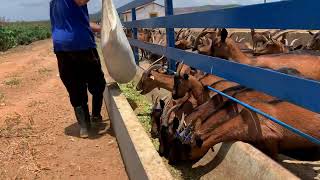 MANEJO E ALIMENTAÇÃO DE CABRAS EM LACTAÇÃO