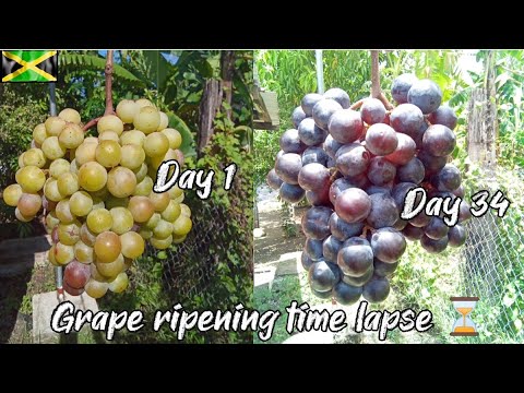 Grape Ripening Process Grape Ripening Time Lapse Video. From Day One (1) To Day thirty Four ...