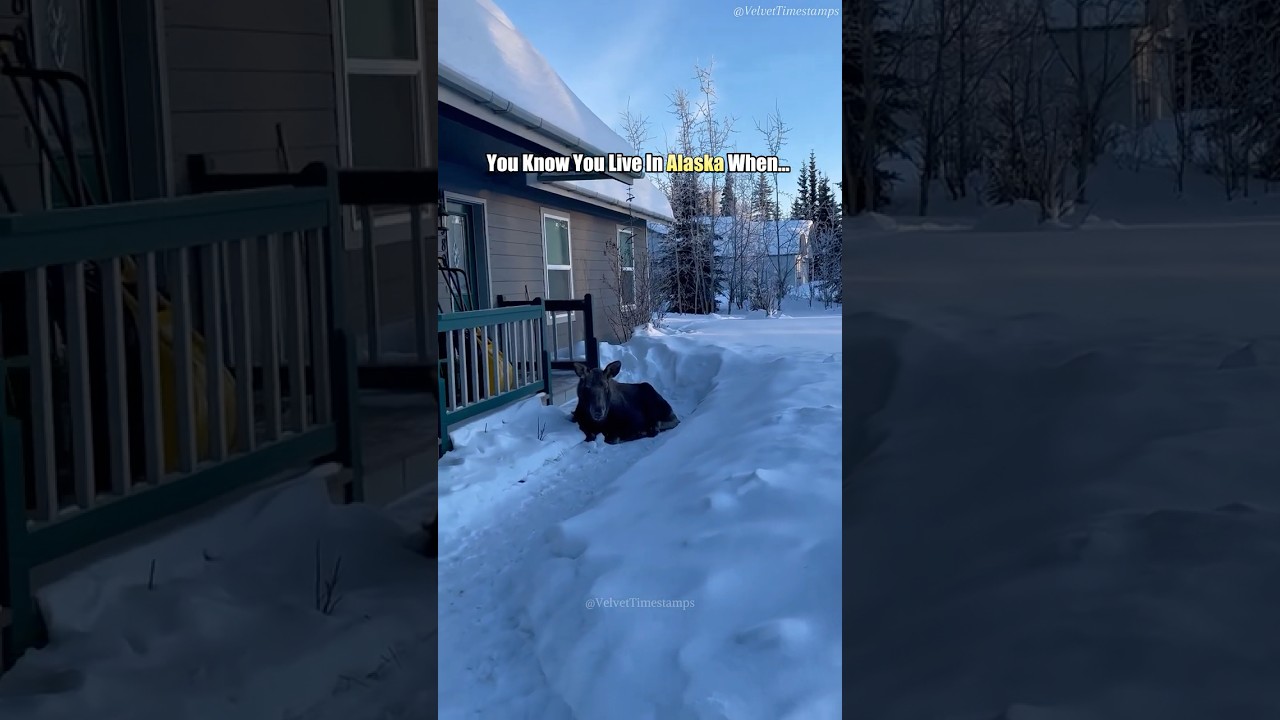 Only In Alaska 😂🫎#alaska #animals #wildlife #fyp