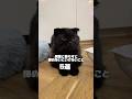 黒猫と暮らすと諦めないといけないこと5選