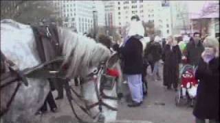 Horse Drawn Carriage Cruelty